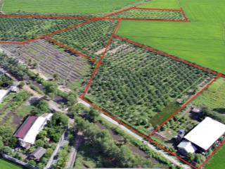 Cần bán 2,6ha đất cây lâu năm (cln) tại xã lê minh xuân  huyện bình chánh. giá 2,6 triệu/m2