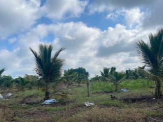 Bán gấp 2.932m2 đất vườn dừa xiêm xuân đông, cẩm mỹ, đường betong, sang sổ ngay giá 800tr/sào