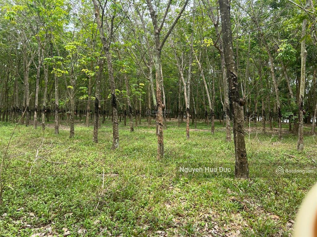 Bán đất mặt tiền nhựa và mặt hồ dầu tiếng (4ha) 100m2 thổ, xã định an, h dầu tiếng, bình dương
