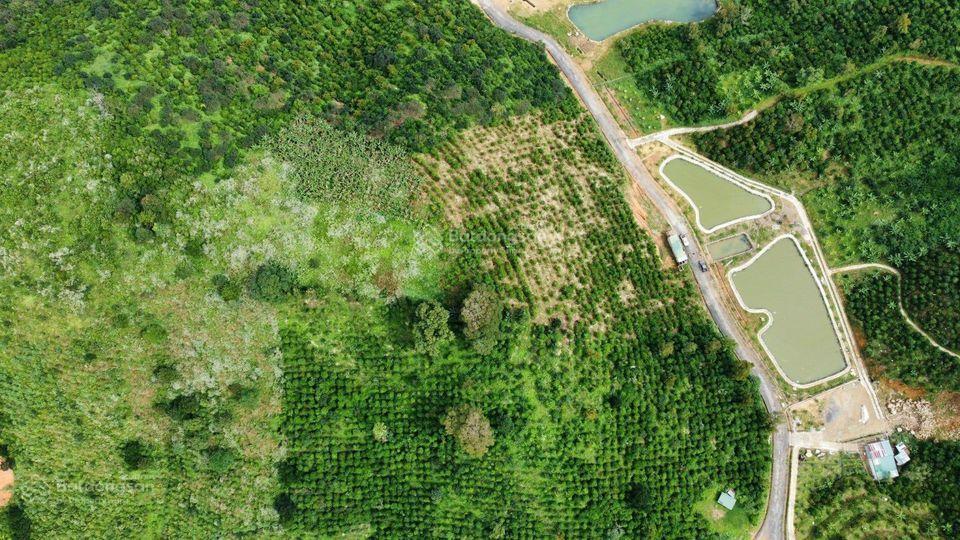 Bán vườn sầu riêng (73 ha) xã lộc bắc, h. bảo lâm, lâm đồng