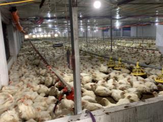Bán trang trại gà tổng hợp đất 50 năm năm trả một lần