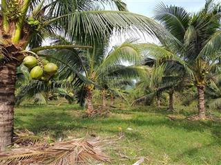 Bán nhanh lô đất gần quốc lộ 1a tặng vườn dừa thu hoạch quanh năm tại cam nghĩa  khánh hòa