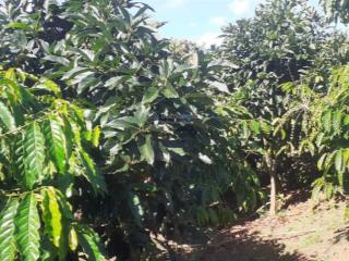 Bán 1 ha đất trồng cafe xã đam bri, bảo lộc lâm đồng