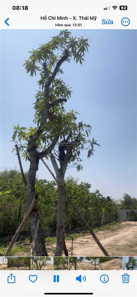 Siêu rẻ nhà vườn qui hoạch thổ cư hiện hữu đông đúc, đường nhựa, thái mỹ, củ chi 23x114m  4 tr/m2