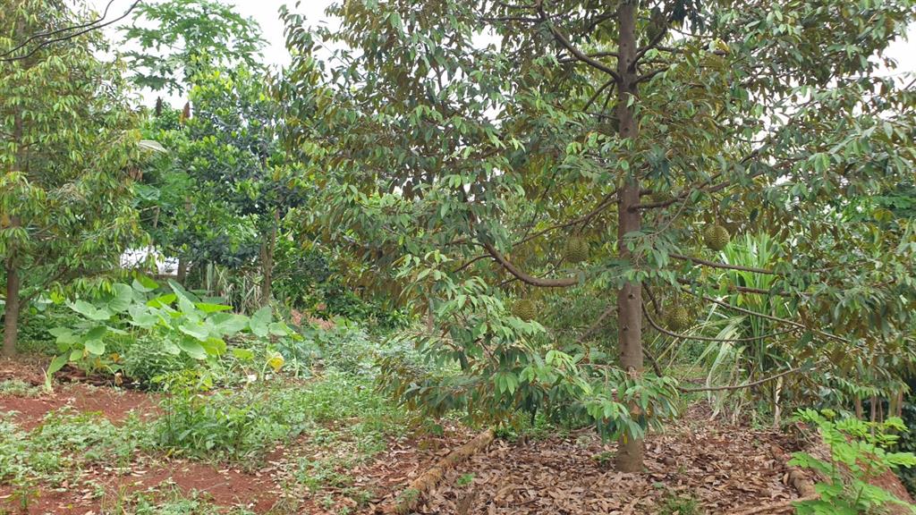 Chính chủ cần bán nhà vườn ngang 70m*100m (7.200m2) gần thị trấn lộc ninh  bình phước