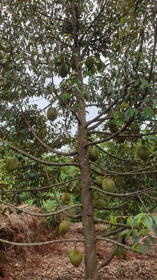 Chính chủ cần bán nhà vườn ngang 70m*100m (7.200m2) gần thị trấn lộc ninh  bình phước