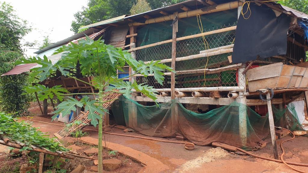 Chính chủ cần bán nhà vườn ngang 70m*100m (7.200m2) gần thị trấn lộc ninh  bình phước