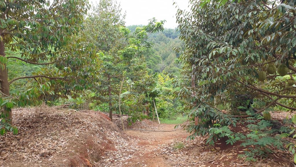 Chính chủ cần bán nhà vườn ngang 70m*100m (7.200m2) gần thị trấn lộc ninh  bình phước