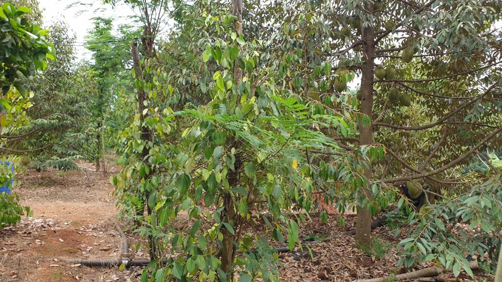 Chính chủ cần bán nhà vườn ngang 70m*100m (7.200m2) gần thị trấn lộc ninh  bình phước