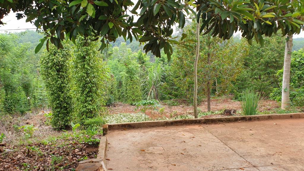 Chính chủ cần bán nhà vườn ngang 70m*100m (7.200m2) gần thị trấn lộc ninh  bình phước