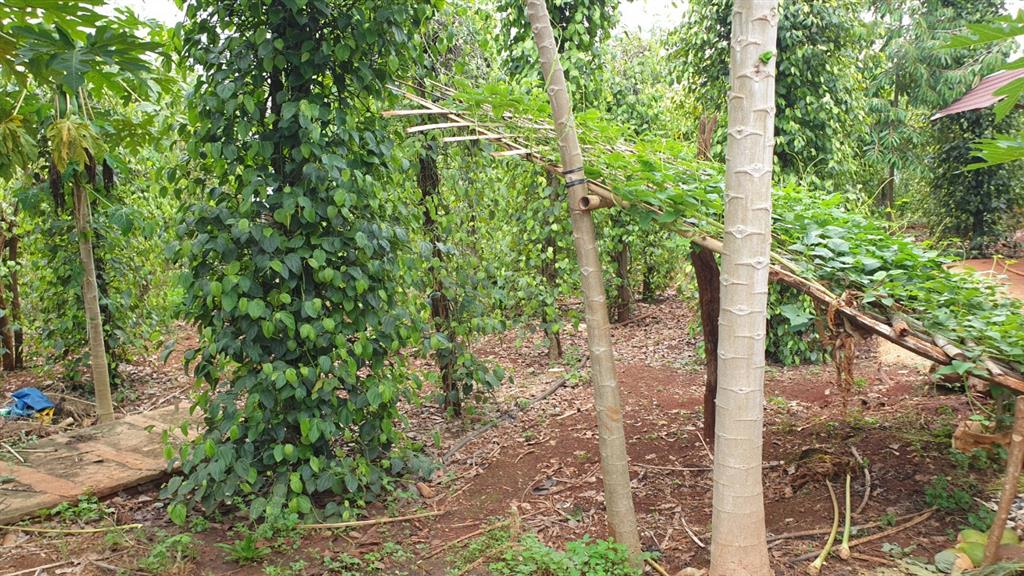 Chính chủ cần bán nhà vườn ngang 70m*100m (7.200m2) gần thị trấn lộc ninh  bình phước