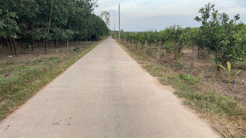Cần bán 5,5 mẫu đất mt bê tông, cách ql1 chỉ 1km, ngay kdc xuân tâm giá chỉ 6,5 tỷ / mẫu. shr