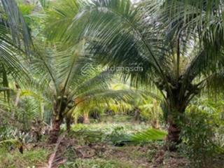Đất vườn dừa gần chợ, trường học, uỷ ban, khu công nghiệp, có 300 thổ cư 4 sổ