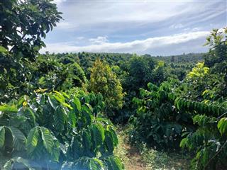 Rẻ  rẫy thu nhập cao 1200 cây sầu riêng, 5000 cà phê, 700 bơ | 9ha 8 tỷ 7 tại eahleo, đắk lắk