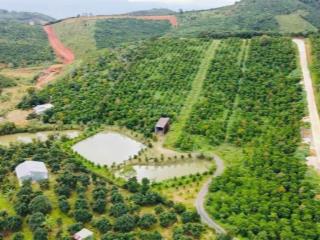 23.000m2 (2,3 ha) vườn caffe, sầu riêng chỉ 6 tỷ