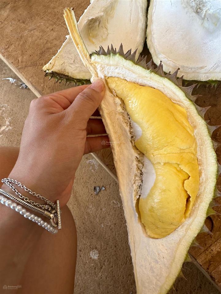 Chính chủ bán vườn sầu riêng, diện tích 6,5 hecta