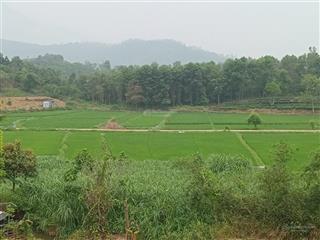 Bán 1645m2 đẩt sổ hồng, view cánh đồng, cách thang mây village 1km, tại yên bài, ba vì, hà nội