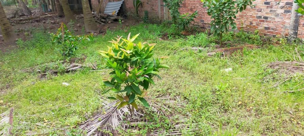 Chính chủ cần bán căn nhà mặt tiền ql57,mỏ cày nam, bến tre, có thổ cư, giá 6,2 tỷ