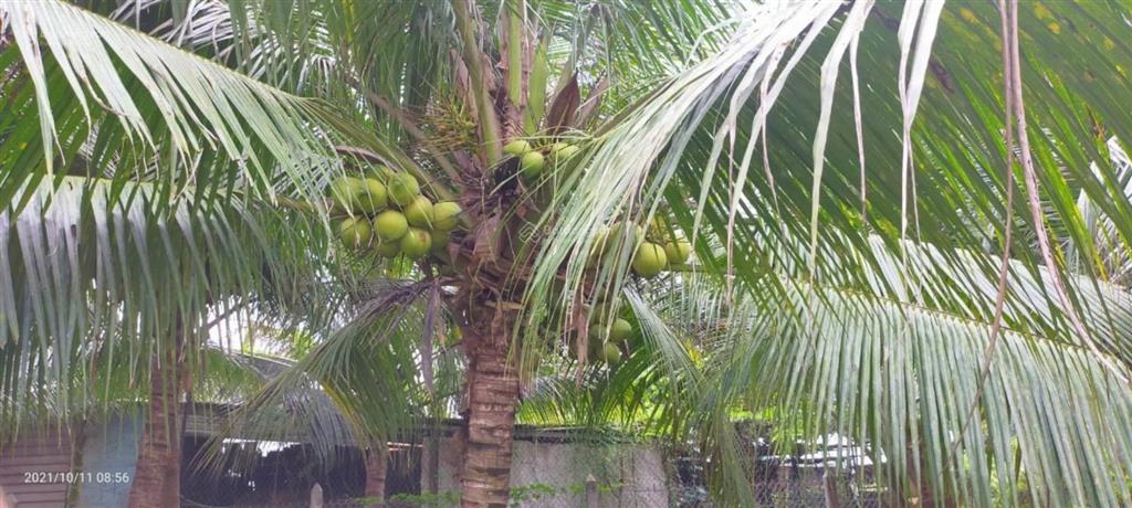 Chính chủ cần bán căn nhà mặt tiền ql57,mỏ cày nam, bến tre, có thổ cư, giá 6,2 tỷ