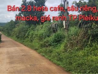 Bán 2,8 hecta vườn, cách tp pleiku 10km, có 2 nhà vườn, điện nước đầy đủ, cafe, macka, sầu riêng