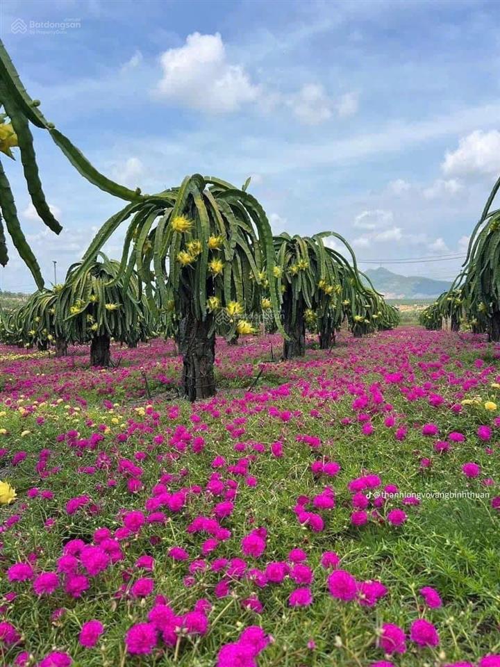 Bán đất tại xã hải ninh, bắc bình, bình thuận, 1,19 tỷ, 7000m2, giá cực chất đẹp