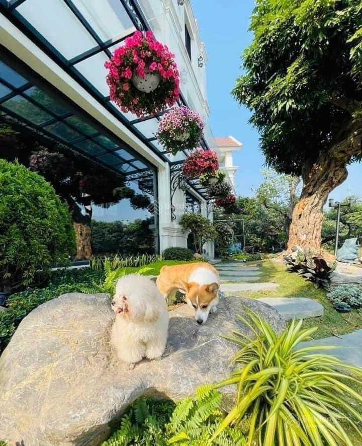 Bán lô góc bằng lăng 12 01, khu vip 648m2, đất vuông, hoàn thiện 260tỷ, sông đẹp nhất vinhomes