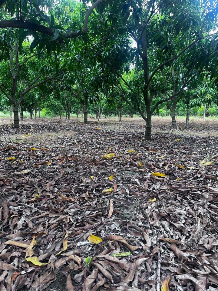 Bán 1,1ha đất gần quốc lộ 1a, cam hòa, cam lâm, có thể mua theo lô nhỏ từ 1000m2, phù hợp thổ cư