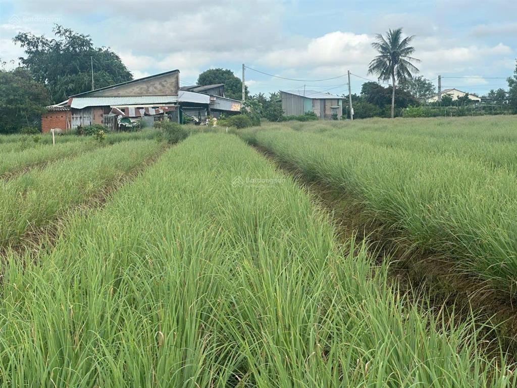 Bán vườn trồng sả giá rẻ 150tr/ công, cách sg chỉ 75km thích hợp trồng sả ngắn ngày