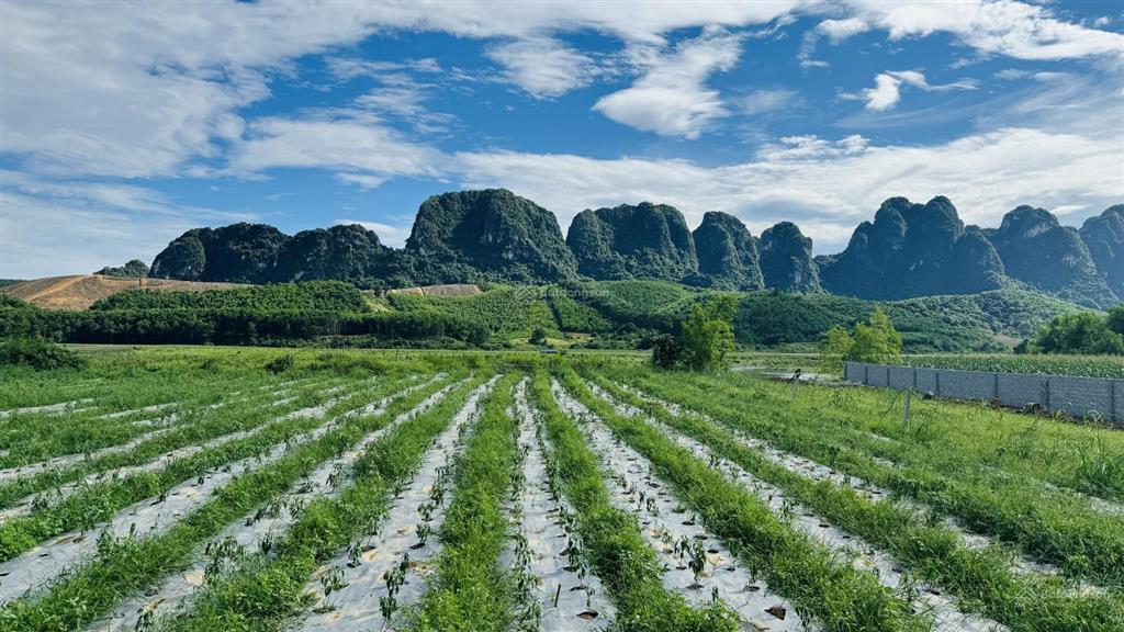 Chính chủ gửi bán 3750m2 đất, view đẹp bám sông bôi hiền hoà