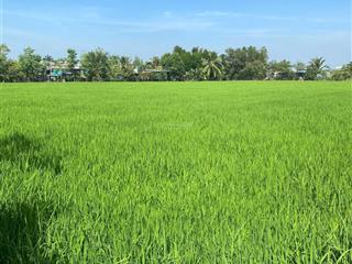 Bán lô đất trồng lúa hơn 3400m2 tặng thêm cái nhà gần ql50 xã tân trung,thành phố gò cônggiá 2,5tỷ