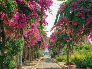 Chỉ 28 tr/m2 (2,688 tỷ) đất đường Bạch Thái Bưởi, Hòn Rớ 1, con đường hoa giấy nổi tiếng tại KDC Hòn Rớ, xã Phước Đồng