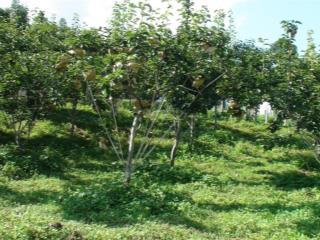 Cần bán đất trang trại trồng cây ăn trái tại huyện cẩm mỹ