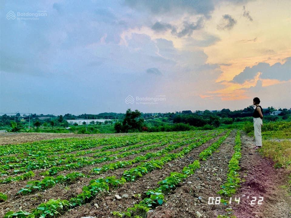 Bán đất nghỉ dưỡng đẹp nhất xuân sơn đá bạc, châu đức, brvt, dt 11126m2, giá chỉ 1,6 triệu/m2