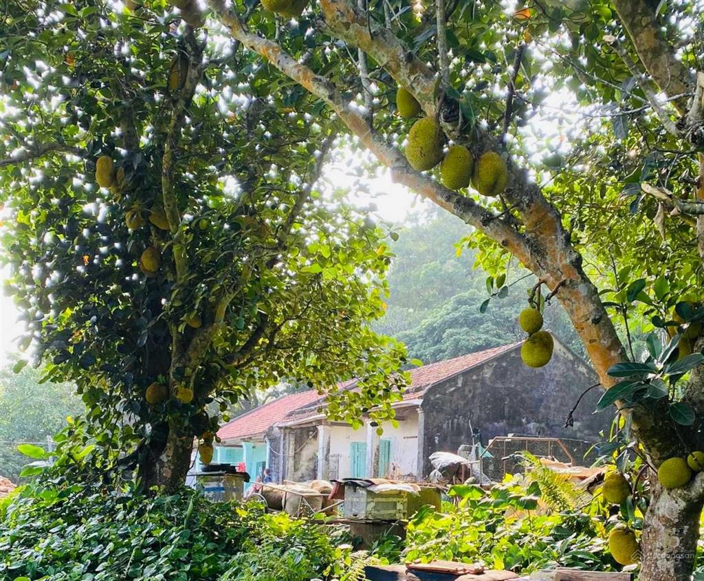 Lô đất rộng đảo vĩnh thực, xây nhà vườn, villa nghỉ dưỡng, homestay