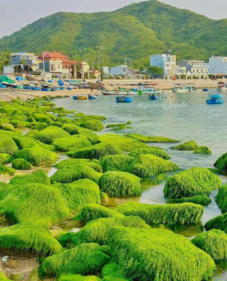 Chính chủ cần bán nhiều lô đất biển hòn khô, nhơn hải, quy nhơn. giá rẻ nhất 2 tỷ 050trđ lô 65m2