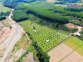 Chủ kẹt tiền cần bán gấp 2500m2 đất trồng cây mt đường ql14g cách ủy ban xã 500m