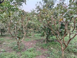 Bán 1800m2 đât vườn, gần ngay khu dân cư Sài Sơn, Quốc Oai