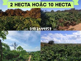 Cần tiền bán bớt 2 hecta đất rẫy (giá bán 1 tỷ) hoặc 10 hecta đất rẫy (giá 4,5 tỷ)