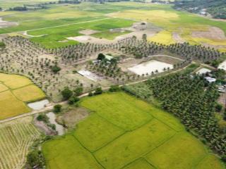 Bán vườn dừa+trại nuôi bò 4,5 ha ninh hưng, ninh hòa giá tốt + hỗ trợ giấy phép mở trang trại