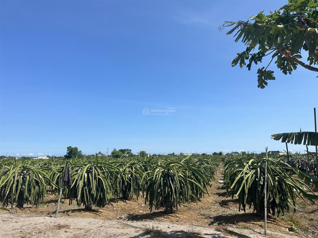 8,3 sào nhà vườn, tân tiến, gần biển. giá chỉ 290tr/sào