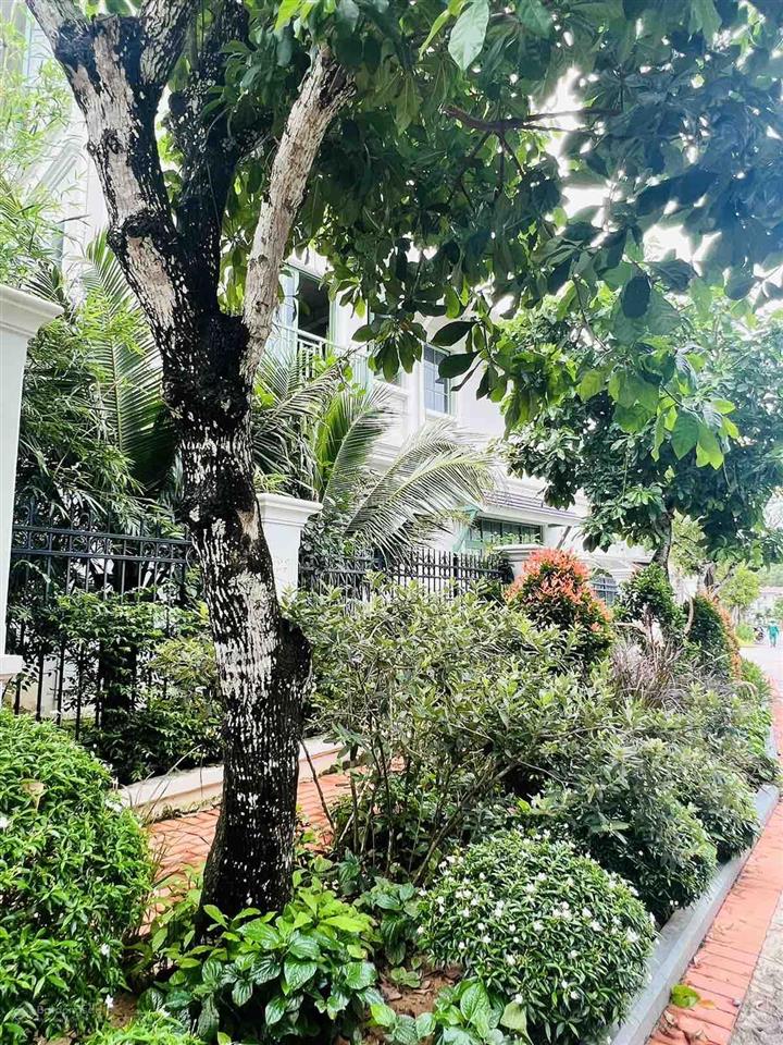Cắt lỗ biệt thự đơn lập tropical hiếm có tại sun tropical village phú quốc
