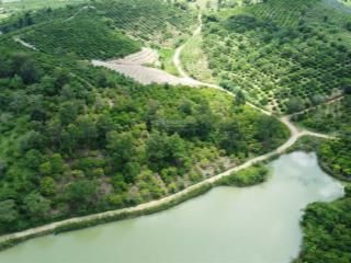 Lô đất 90m2 mặt tiền đường trồng full cà phê view hồ nước trong xanh
