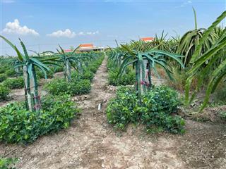 Cần bán đất tặng nhà cấp 4  có vườn cây thanh long tại ấp ninh đồng xã đồng sơn huyện gò công tây