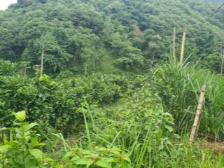Bán đất trồng cây dược liệu tại xã xăm khoè, huyện mai châu, hoà bình  0976 860 ***