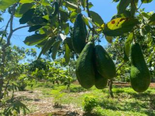 Bán đất vườn cây ăn trái 1000m2 giá chỉ 450 triệu bao sang tên tại bảo lâm, lâm đồng