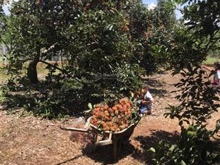 Bán đất + vườn trái cây đang cho thu hoạch tại xã sông nhạn, cẩm mỹ, đồng nai 1.100m2 giá 1.9 tỷ