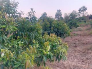 Siêu phẩm cây ăn trái với 400 cây sầu riêng và 600 cây vải thiều tại đăk đoa.