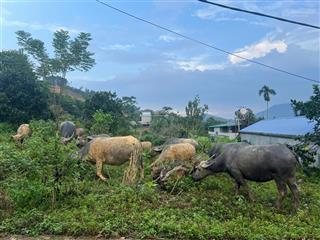 Cần chuyển nhượng lô đất đẹp vuông vắn cách đhqg chỉ 1 km