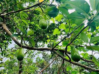 Cần bán gấp vườn trái cây sầu riêng, bơ, mận, có nhà sẵn 5166m2/750triệu