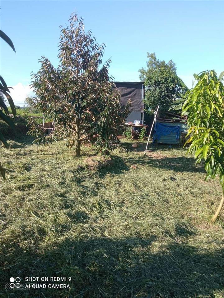 Đất có nhà vườn 1288m2 ngang 20m đường xe hơi có sẵn nhà cấp 4 + vườn sầu 1,910 tỷ